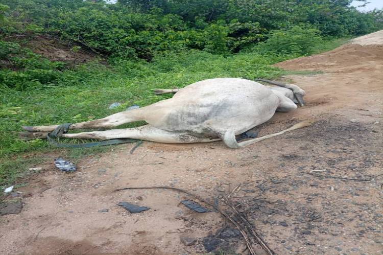 Stray Cows reportedly cause accident on Lagos-Ibadan Expressway