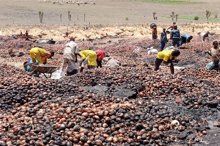 Onion scarcity looms following fire outbreak at a storage farm in Sokoto