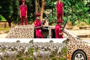 Latest News about Amotekun in Nigeri: Amotekun arrests 400 cows in Ondo
