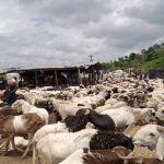 Rams sold in unapproved markets will be confiscated-FCTA