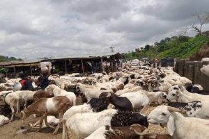 Rams sold in unapproved markets will be confiscated-FCTA
