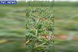 nigerian army says doctored video of farmlands destroyed should be ignored