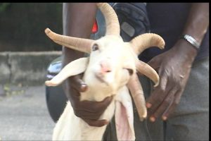 Video_ See ram with five horns