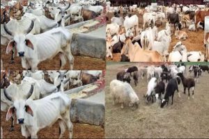 Taskforce recovers 274 rustled cattle, camels, others in Zamfara