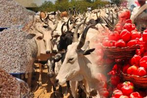 Kaduna Govt. bans transportation of livestock, shuts weekly market in Kawo