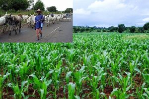 Gombe bans migrating herders till January 2022