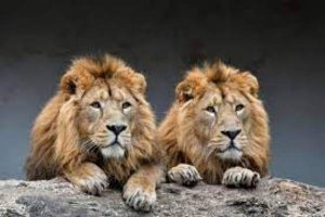 Lions Contract Covid-19