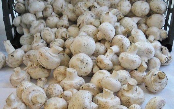 Mushroom farmers, traders seek inclusion in Anchor Borrowers Scheme