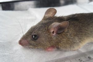At least 92 persons dead from Lassa fever from January till date-NCDC