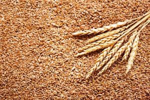 NAFDAC IMPOUNDS WHEAT