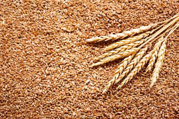 NAFDAC Confiscates adulterated Wheat in Gombe
