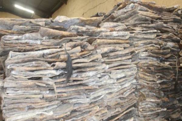 NAFDAC seizes 120 tons of poisonous imported ‘ponmo’ worth N25.330m
