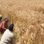 CBN allocates ₦42bn to support wheat cultivation across 15 states