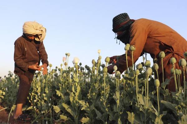 Taliban announces ban on poppy production in Afghanistan