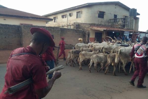 Amotekun, Soldiers Clash Over Cows