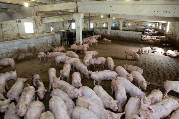 UK pig farmers to receive support from Tesco