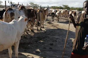 Sokoto Police on Cattle Rustling