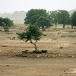 Nigeria to reclaim 22,000Km of desertified land
