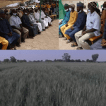 Northern farmers celebrate success of wheat production in Kano