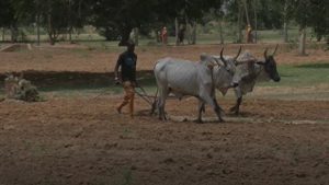 Katsina farmers determined to boost food security despite hurdles