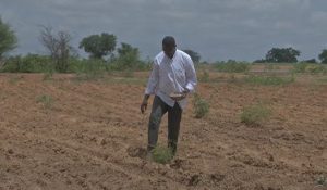 Katsina farmers determined to boost food security despite hurdles