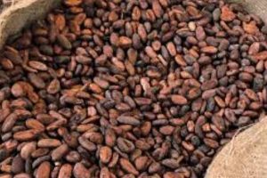 Cocoa Value Chain Improvement