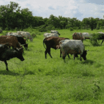 Anti-grazing: Stakeholders call for implementation of law