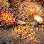 Indonesia to tighten Palm Oil export regulations