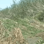 Yobe: ACReSAL promises to tackle erosion, desertification in affected communities