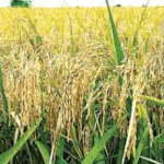 FMAN supports Wheat farmers in Kano with improved seeds, technology