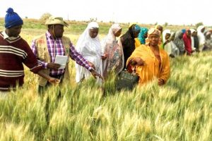 Food Production Expert on Cash Swap