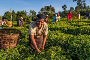 EXPERT ON AGRIC SECTOR