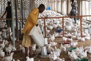 POULTRY FARMERS TO GOVERNMENT