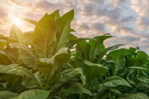 WORLD NO TOBACCO DAY