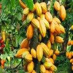 COCOA FARMERS URGE FG TO CREATE ENABLING ENVIRONMENT FOR GROWTH
