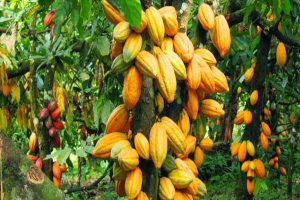 Cocoa Farmers