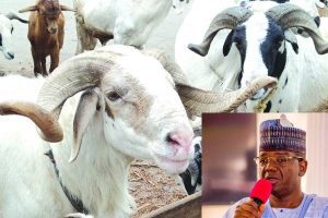 Matawalle dashes out cash, cows, rams worth N200m