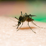 Experts warn of increase in risk of mosquito borne diseases due to climate change