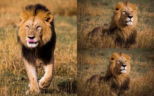 West African lions can make a comeback if protected, says Wild Africa Fund