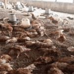 Rainstorm kills 3,600 poultry birds in Plateau state