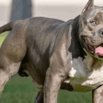 UK PM Sunak announces ban on American bully XL dog