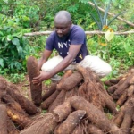 Yam farmers seek Fertilizer and farm inputs to increase production