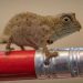 UK Court Jails Man For Smuggling Chameleon, Snakes