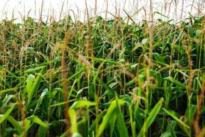 New Project – 2024-02-19T110828.824