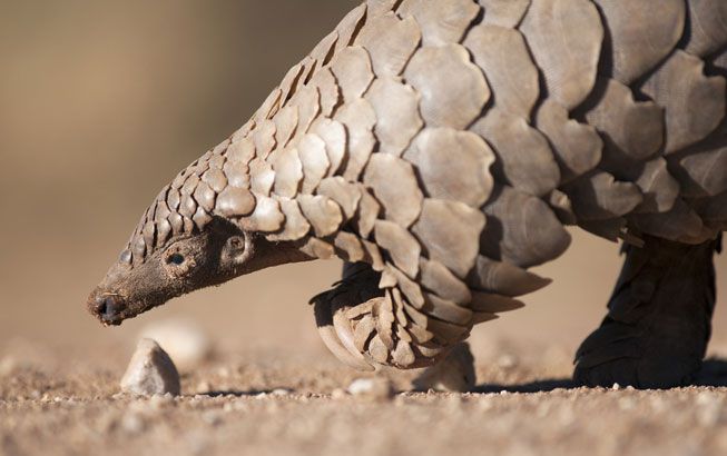 __opt__aboutcom__coeus__resources__content_migration__mnn__images__2017__02__Pangolin-eating-close-up-55cc016355814a08b37ea529a9ea8c4b