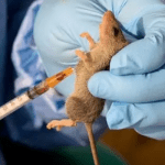 Delta State records four cases of Lassa fever, two deaths