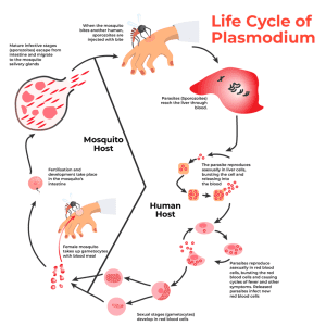 Life-Cycle-of-Plasmodium