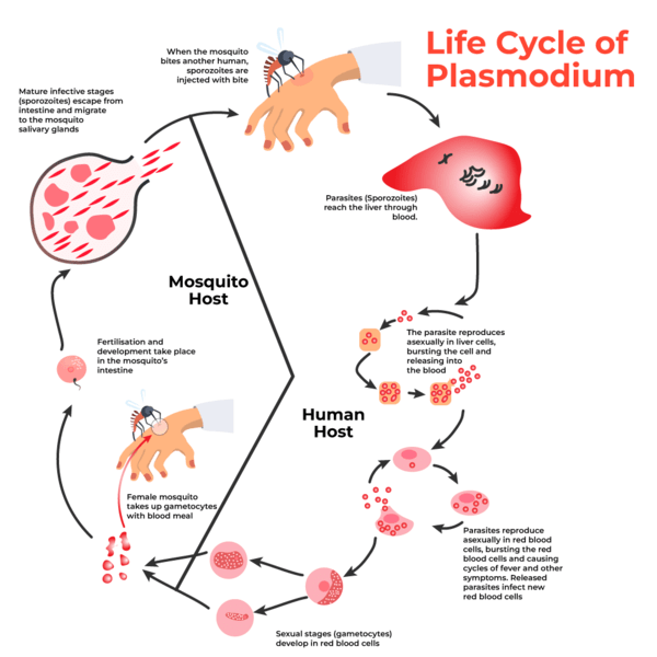 Life-Cycle-of-Plasmodium