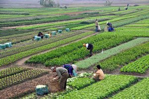 800px-Agriculture_in_Vietnam_with_farmers