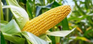 New Project – 2024-07-10T170127.680